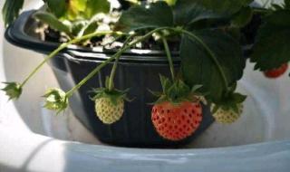 草莓苗什么时候种植最好 什么时候种草莓
